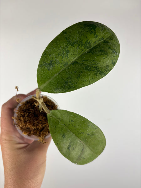 Hoya sp kapuas hulu silver 3
