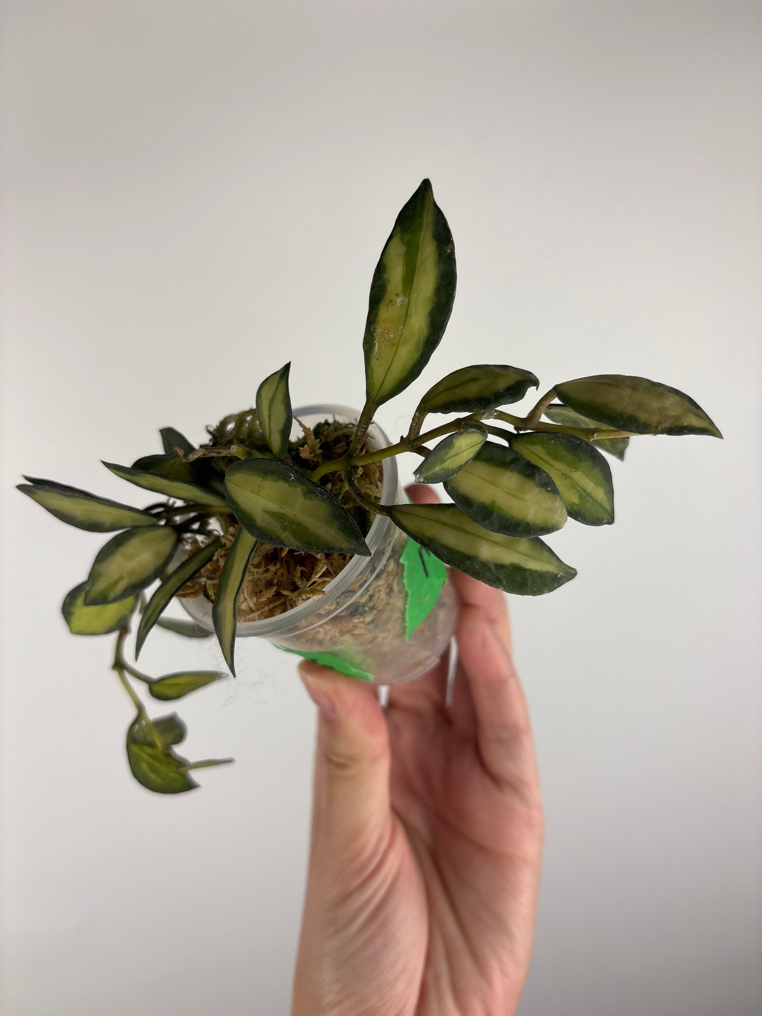 Hoya lacunosa queen midori 6