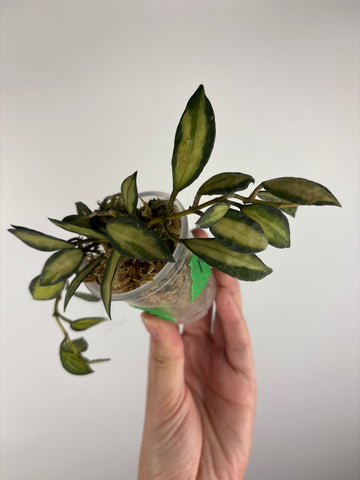 Hoya lacunosa queen midori 6