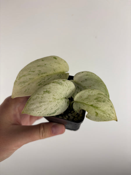 Scindapsus marble C