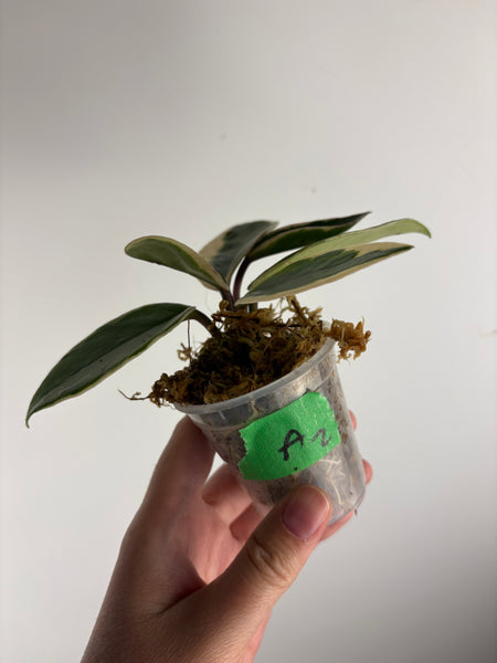 Hoya flamingo dream A