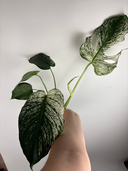 Monstera devil (Thailand)