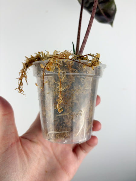 Alocasia pseudo sanderiana pink variegated E