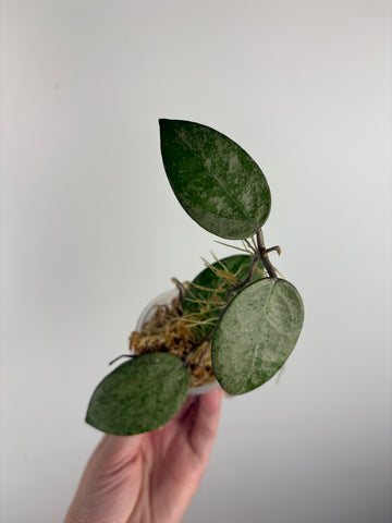 hoya verticillata pemalang galaxy B