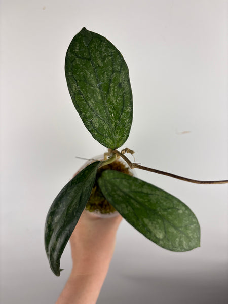 Hoya Tanggamus high splash C