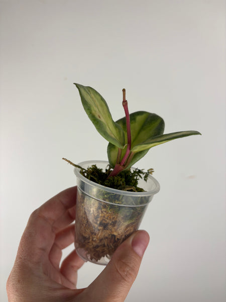hoya argentea princess