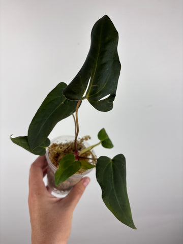 Anthurium blue papi x aos 8