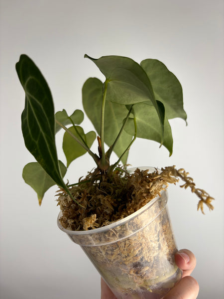 Anthurium King clari original Indonesia E - multiple growth points