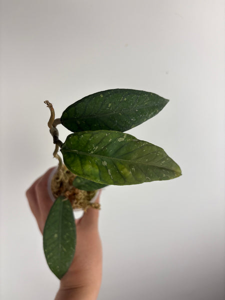 hoya sp aceh gunung genting B