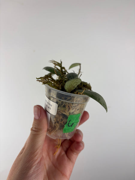 Hoya lacunosa sulcata 6