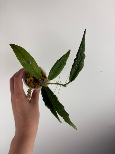 Hoya Sp aceh z3