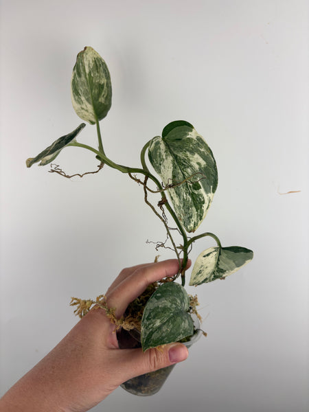 Scindapsus Sp salaka Acintya