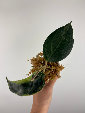 Hoya Tanggamus Albomarginata 1