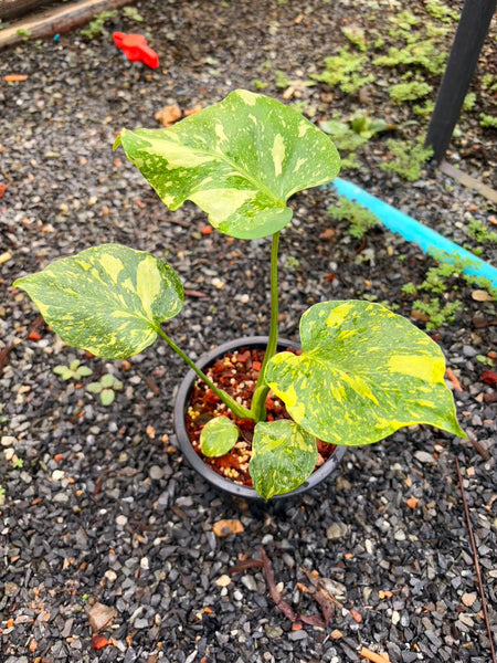 Monstera electro light (Thailand) unacclimated option 2