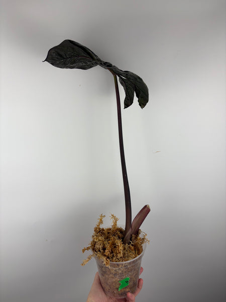 Alocasia serendipity variegated pink B