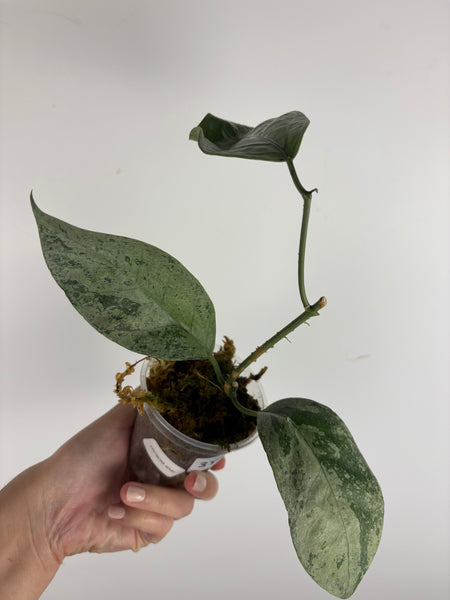 hoya coriacea silver 2