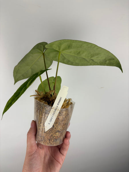 Anthurium (Zara x Michelle) x dressleri