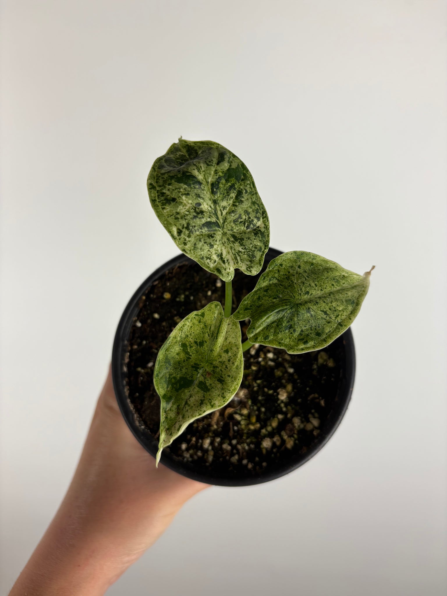 Alocasia dragon scale mint 4 inch B