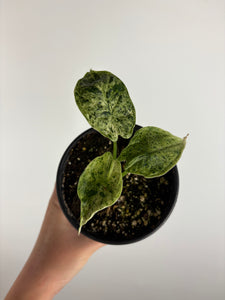 Alocasia dragon scale mint 4 inch B