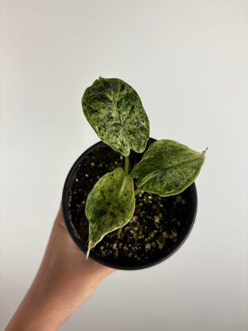 Alocasia dragon scale mint 4 inch B