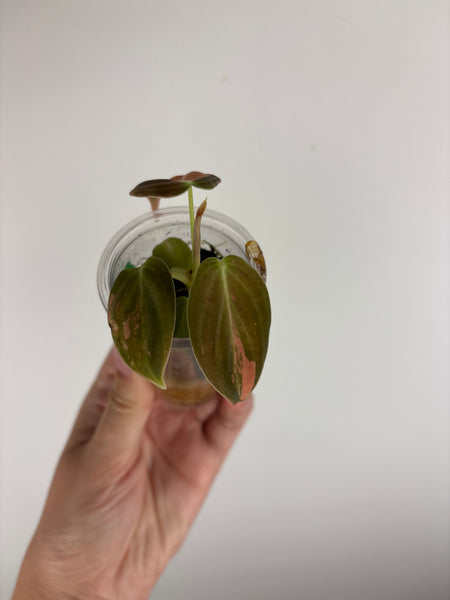 philodendron melanochrysum orange variegated