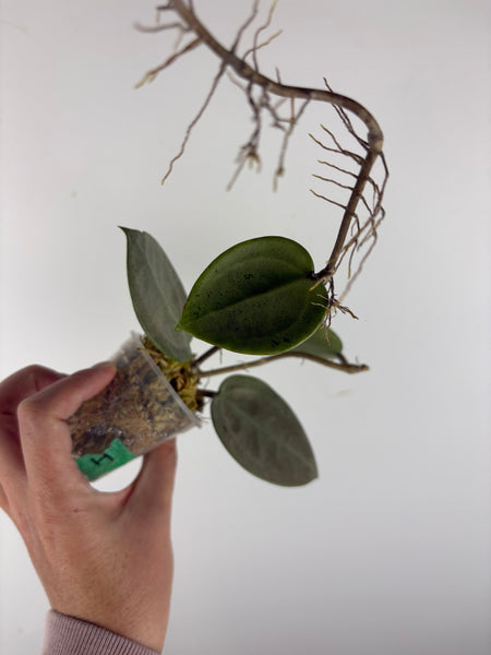 hoya verticillata silver heart