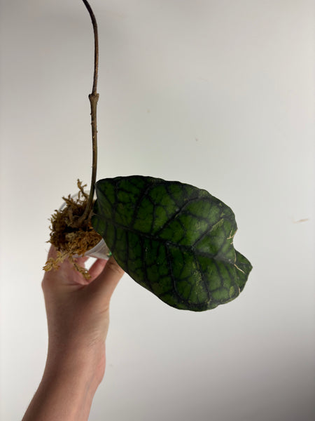 hoya callistophylla obsidian B