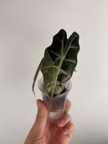 Alocasia Polly pink variegated