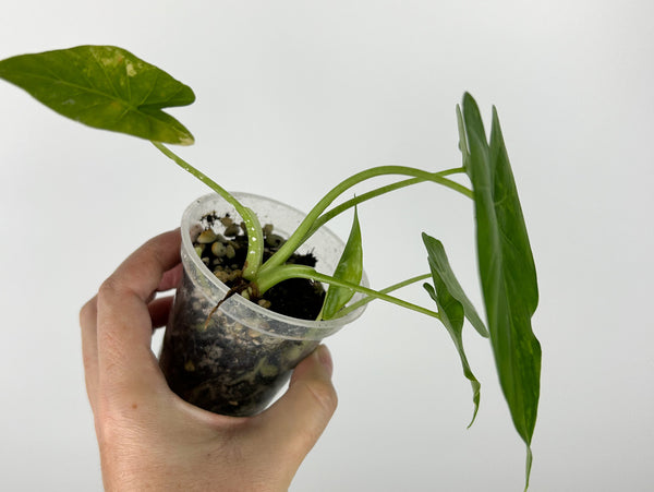 Alocasia gageana(odora) aurea