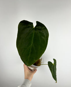 Anthurium RVDP X Fort Sherman AS IS