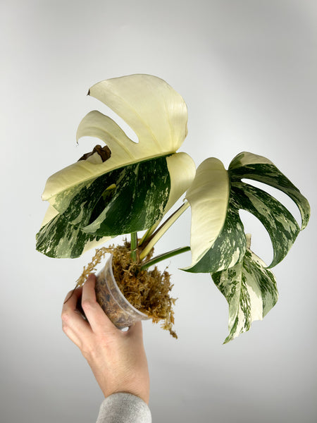 Monstera albo H