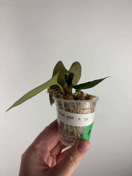 Anthurium blue papi X Fort Sherman A2