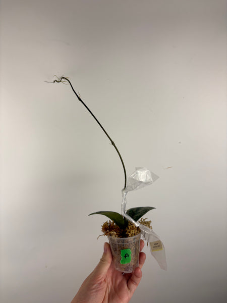 hoya deykeae morning dew A