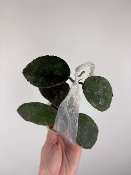 hoya caudata sp aceh