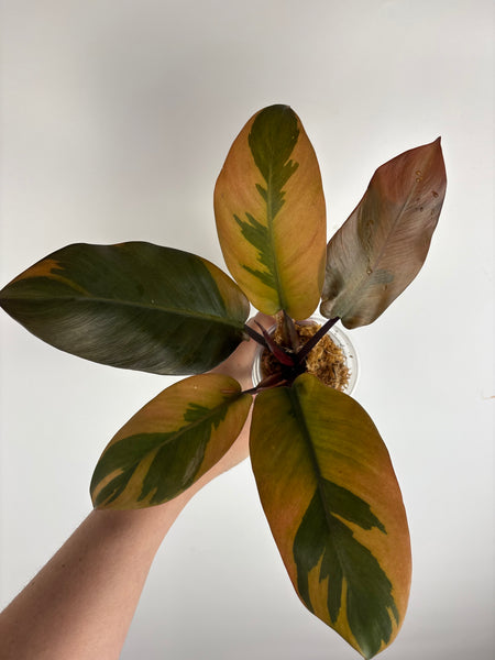 Philodendron black cardinal