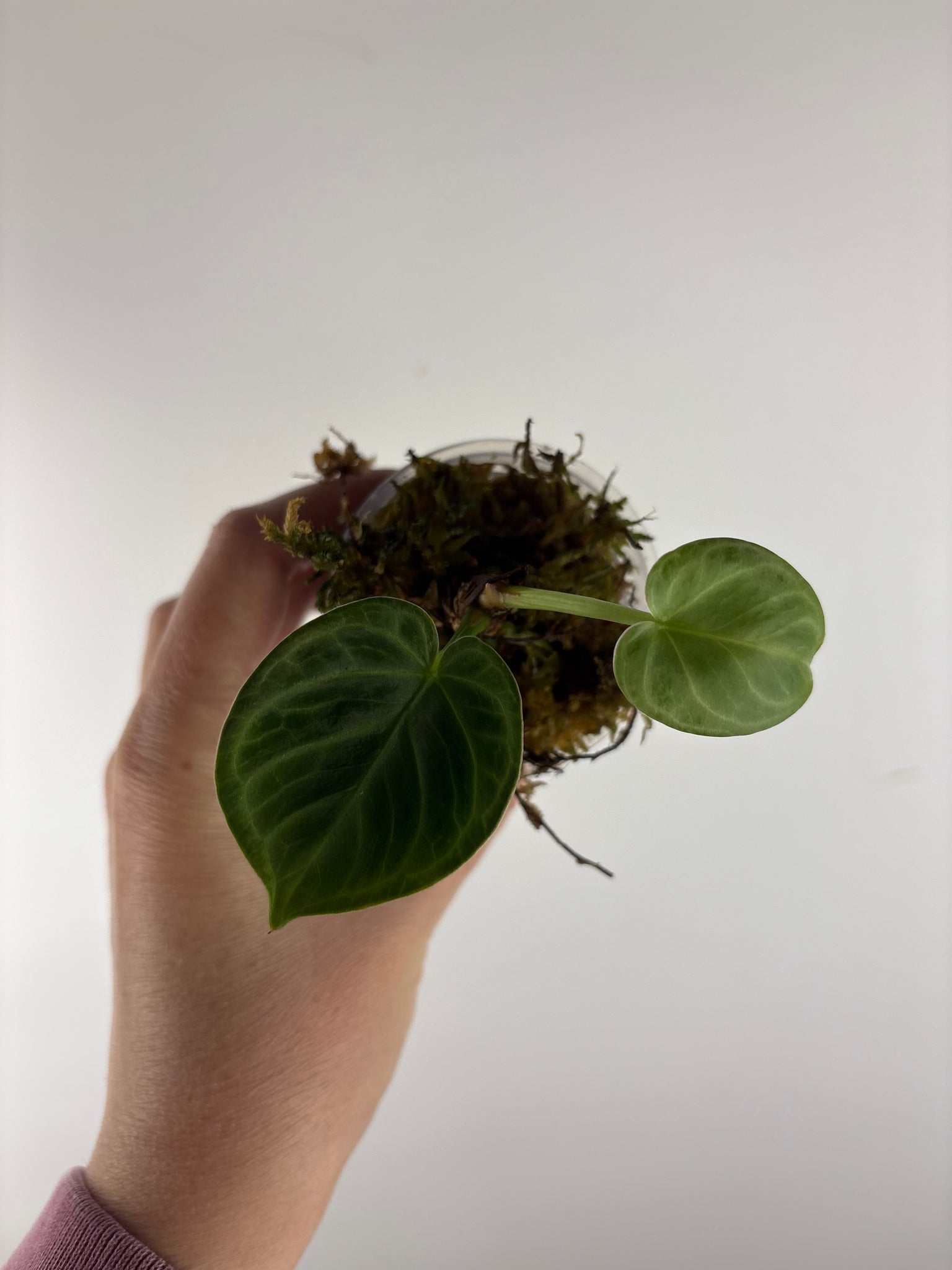 Anthurium Silver Chrome 7