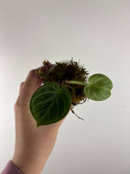 Anthurium Silver Chrome 7