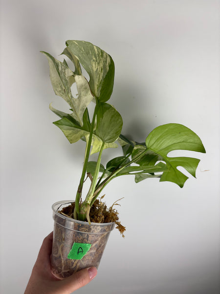 Rhaphidophora tetrasperma migma A (Thailand)