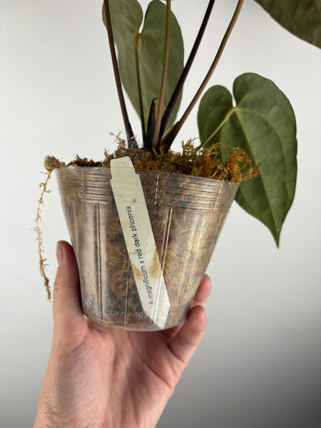 Anthurium magnificum x red dark phoenix