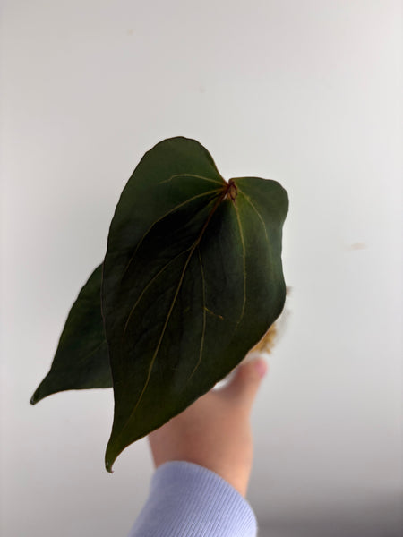Anthurium blue papi x Michelle A