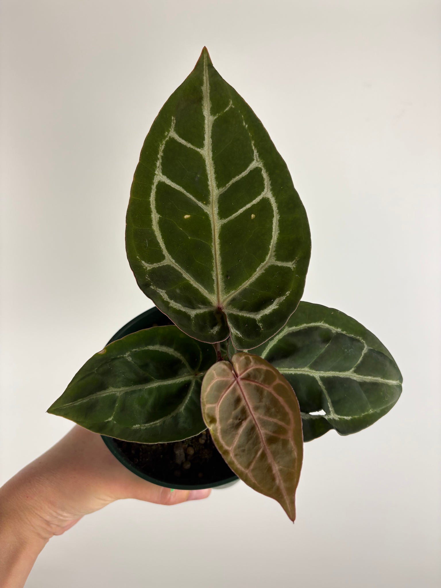Anthurium 'Memoria Tim Anderson’ - (Doc Block Zara × Doc Block Michelle) X Anthurium Red Crystallinum from USA - 8
