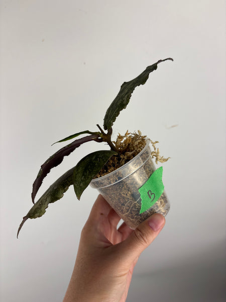 Hoya Undulata purple silver B1