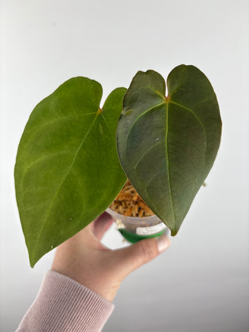 Anthurium legend x fort sherman 5
