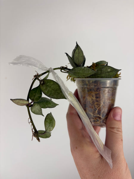 hoya lacunosa black pearl B