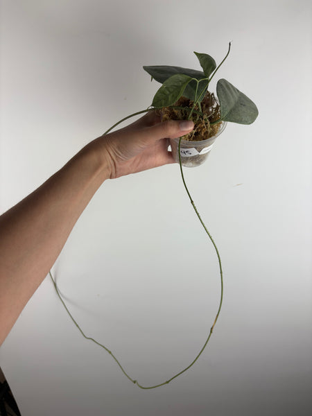 hoya coriacea silver 5