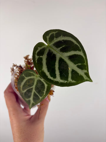 Anthurium blue papi x hoffmanii silver 1A