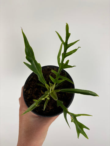 Philodendron tortum 4 inch