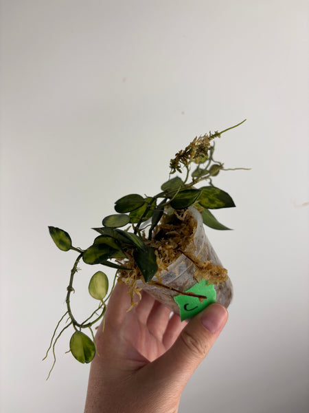 hoya lacunosa illumi C