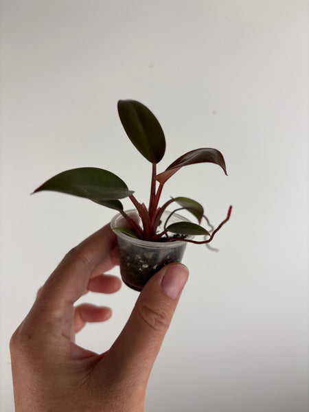 Philodendron red Congo reverted