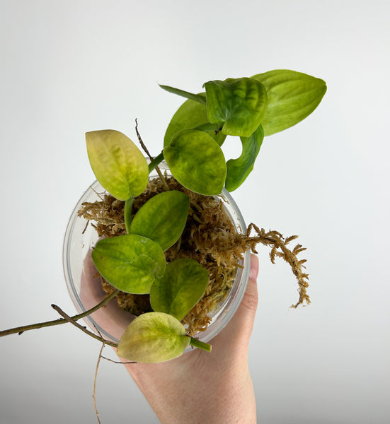 rhaphidophora korthalsii variegated - as is - lightly rooted